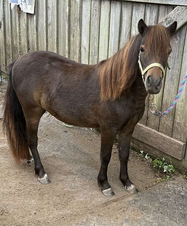white-around-2-coronet-bands-horse