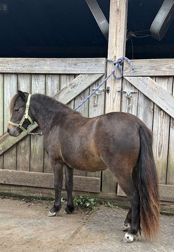 bay-white-around-2-coronet-bands-horse