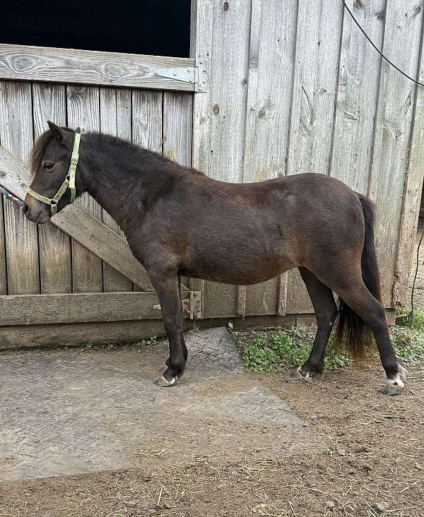 great-potential-miniature-horse