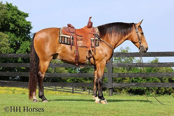 drill-team-single-footing-horse