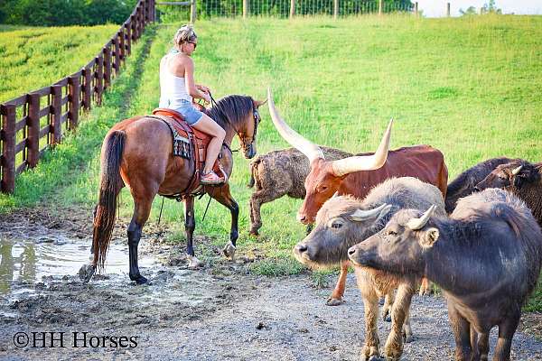gymkhana-single-footing-horse