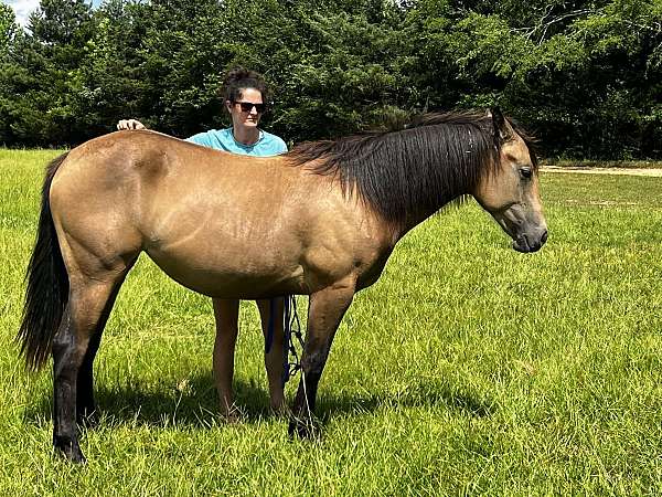 buckskin-working-equitation-horse