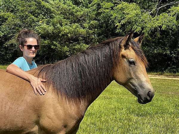 all-around-draft-horse