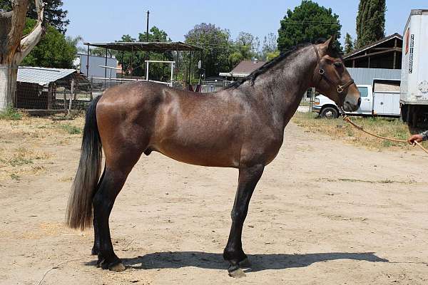 caballos-andalusian-horse