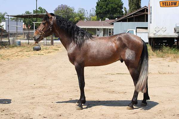 caballo-andalusian-horse