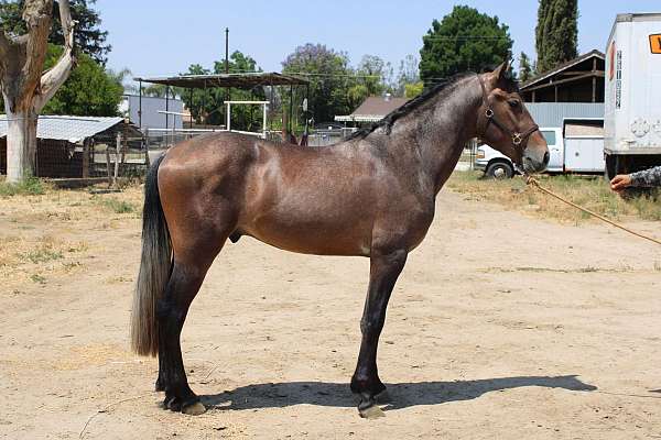 grey-andalusian-horse