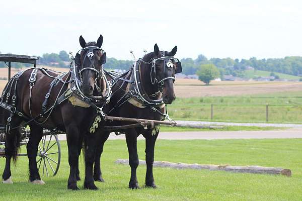 parade-percheron-horse