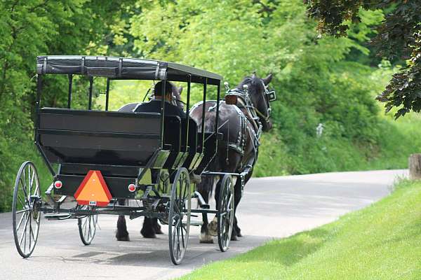 working-percheron-horse
