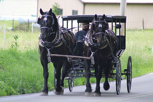 team-percheron-horse