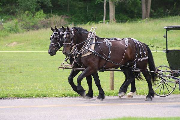 draft-percheron-horse