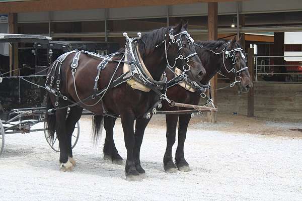 finished-percheron-horse