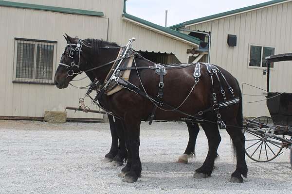 husband-safe-percheron-horse