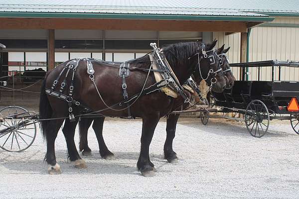 pleasure-driving-percheron-horse