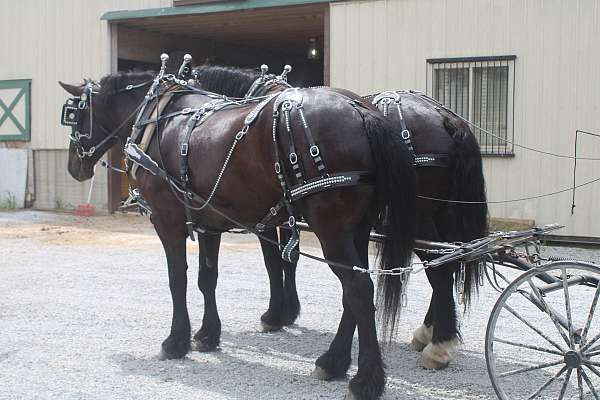 ranch-work-percheron-horse