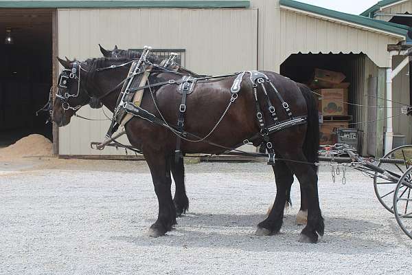 team-driving-percheron-horse