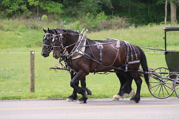 team-horse