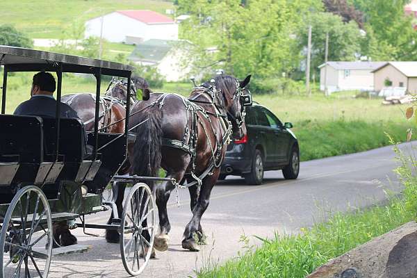 parade-gelding