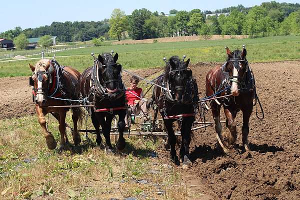 working-horse