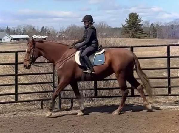 chestnut-star-small-snip-horse