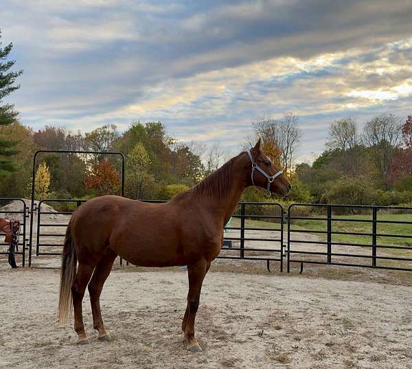 star-small-snip-horse
