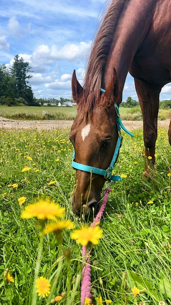 driving-saddlebred-horse