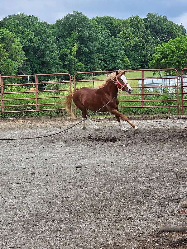 paint-pony-gelding