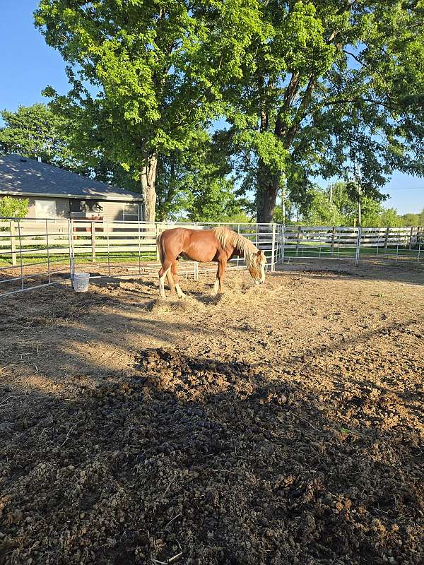 paint-pony-for-sale