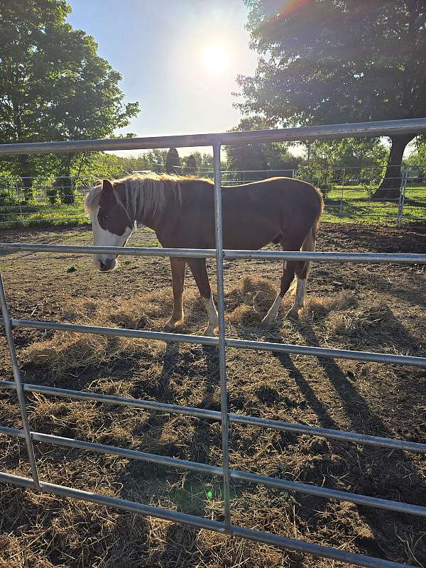 paint-pony