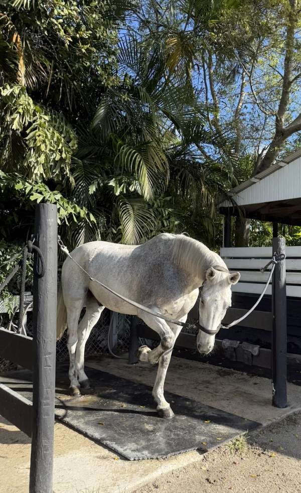gelding-for-sale-westphalian-horse