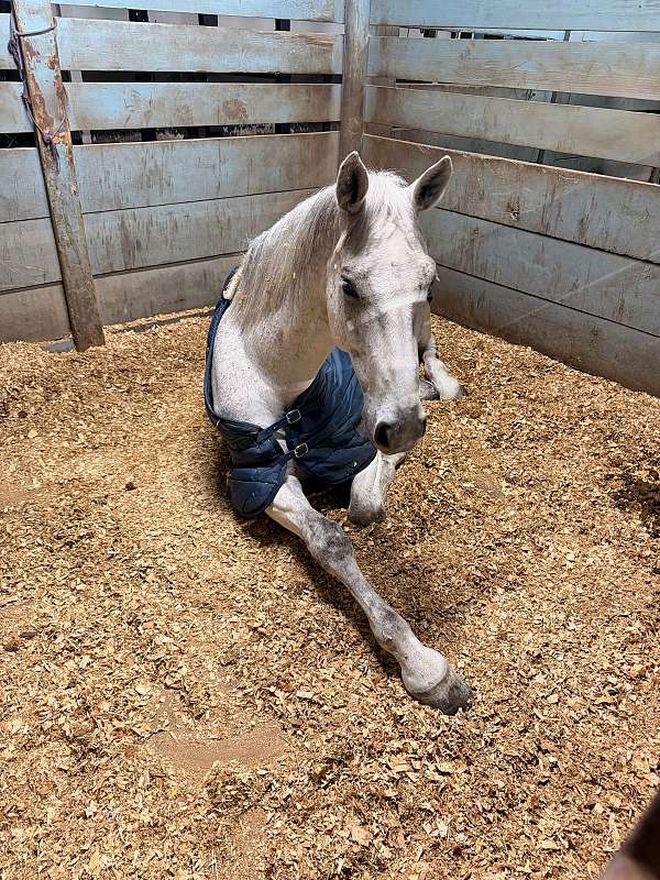 double-registered-westphalian-horse