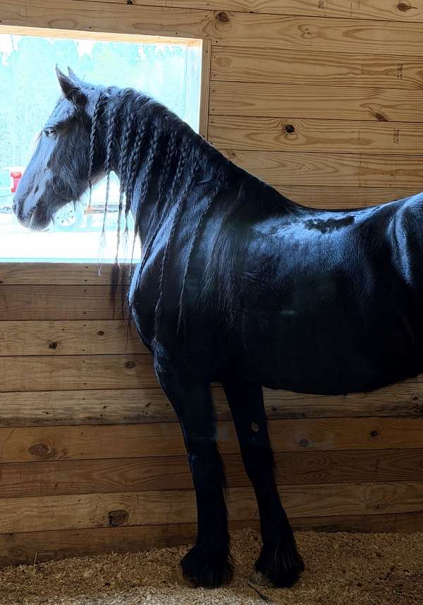 carelease-friesian-horse