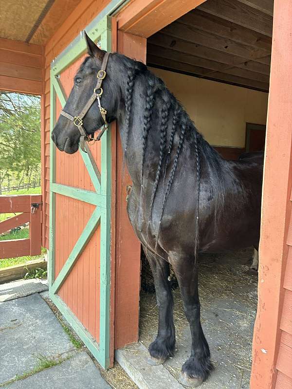 green-project-friesian-horse