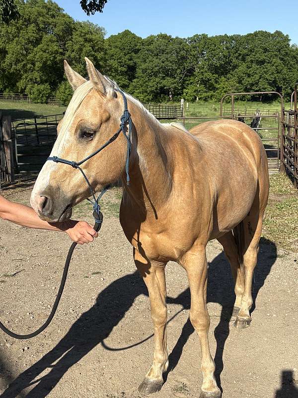 blaze-white-socks-horse