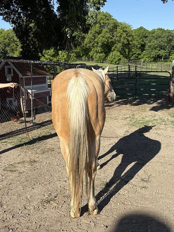 quarter-horse