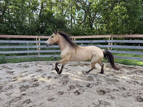 mustang-buckskin-roan-mustang-horse