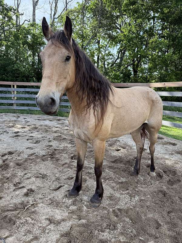 mustang-buckskin-roan-horse