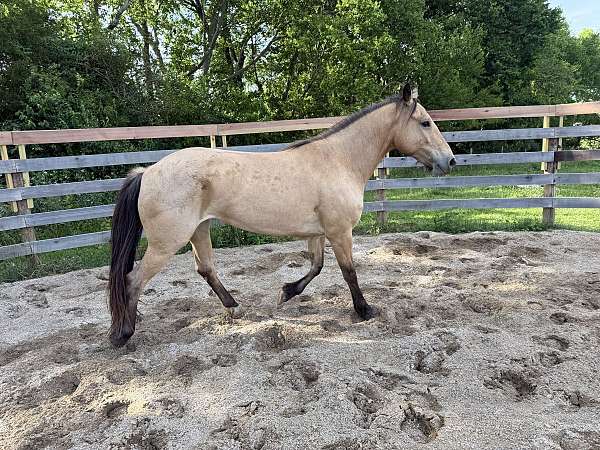 mustang-buckskin-roan-mare