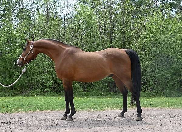 all-around-arabian-horse