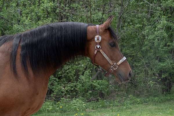 athletic-arabian-horse