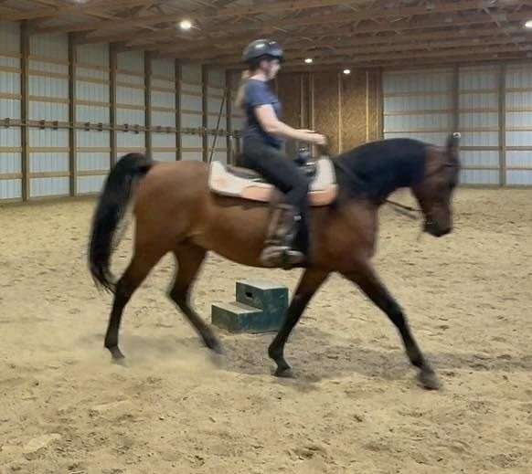 dressage-arabian-horse