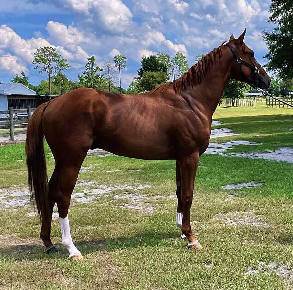 new-colt