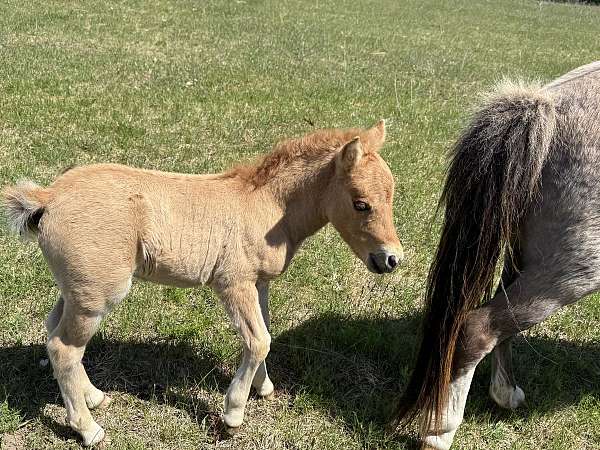 dun-red-dun-pony-colt