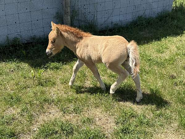 dun-red-dun-amhr-pony