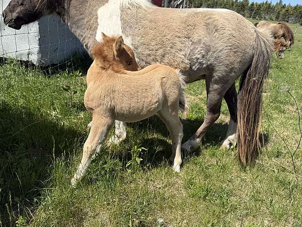 amhr-pony-colt