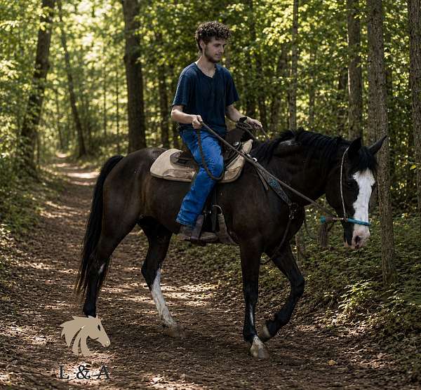 quarter-horse