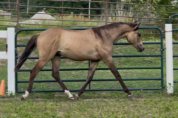 dun-dunskin-arabian-gelding-yearling