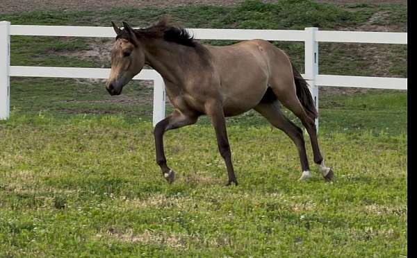dun-dunskin-quarab-gelding-yearling