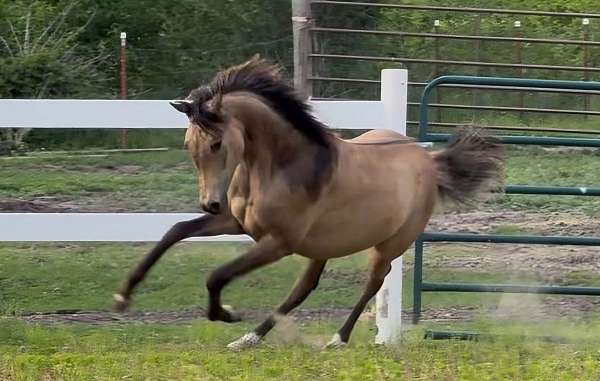 dun-dunskin-half-arabian-gelding-yearling