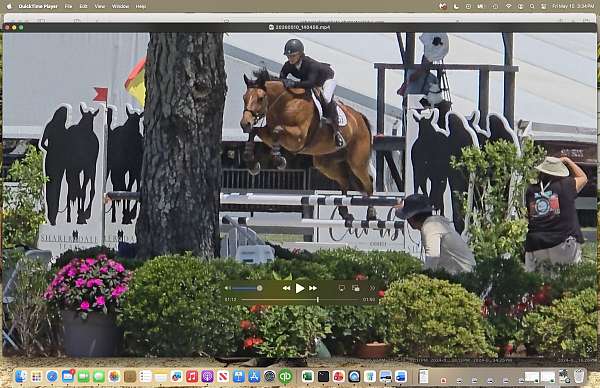 -15-hand-dutch-warmblood-mare
