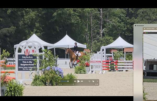 -15-hand-dutch-warmblood-horse